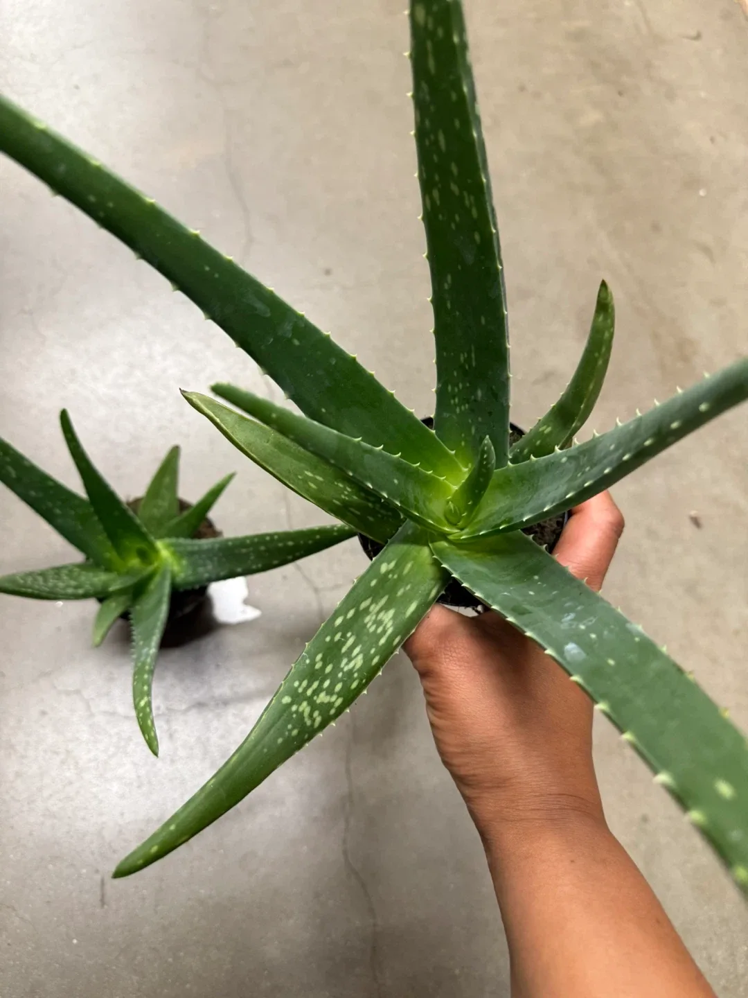 Aloe Vera plants sábila image indicator(2)