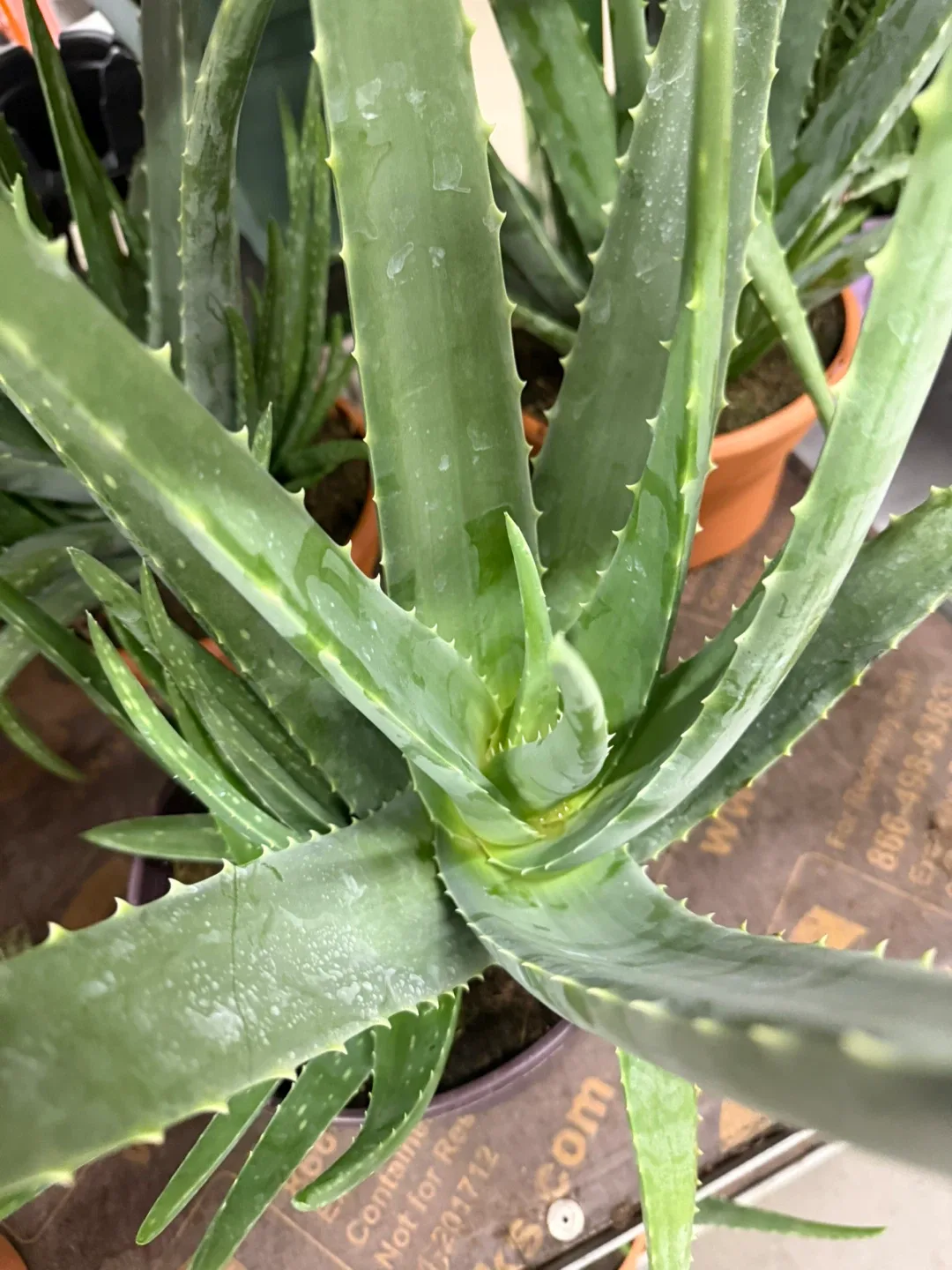 Aloe Vera plants sábila thumbnail