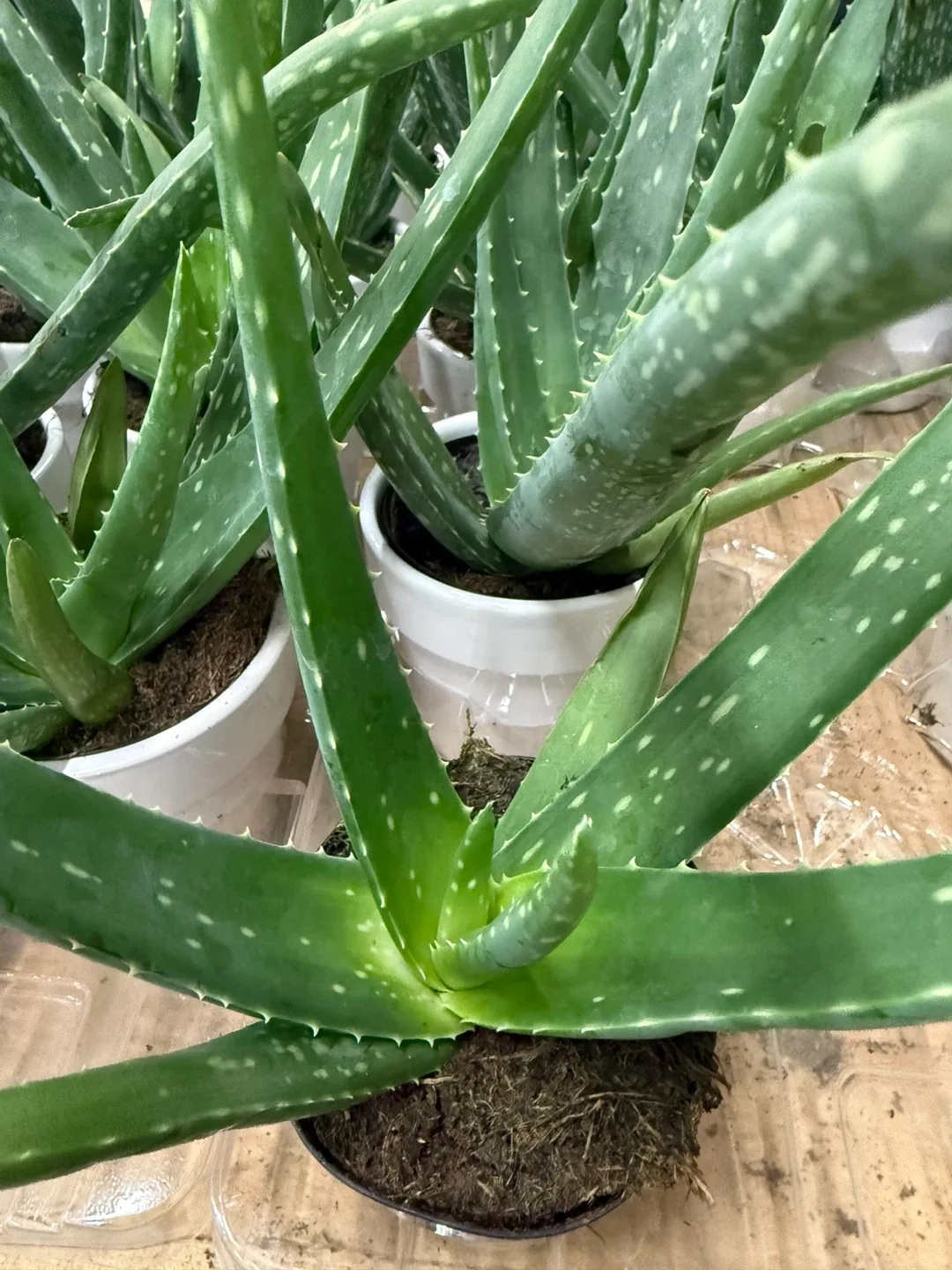 Aloe Vera plants sábila image indicator(5)