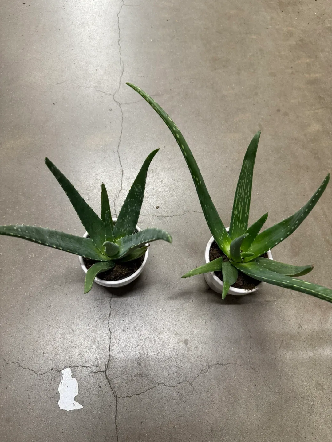Aloe Vera plants sábila image indicator(3)
