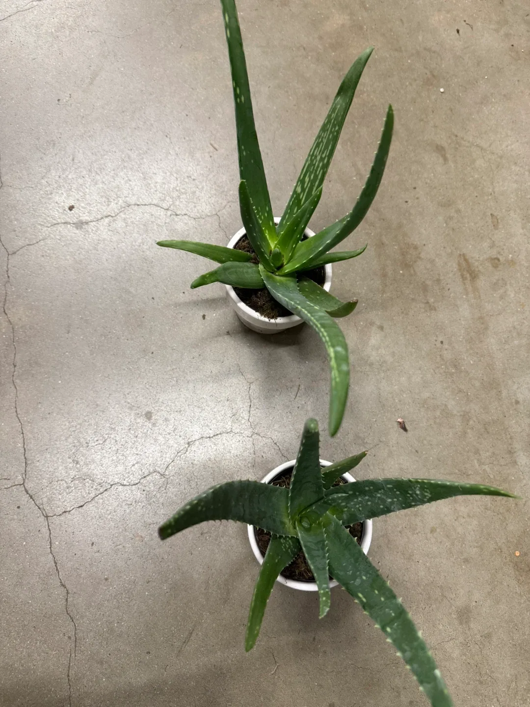 Aloe Vera plants sábila image indicator(4)