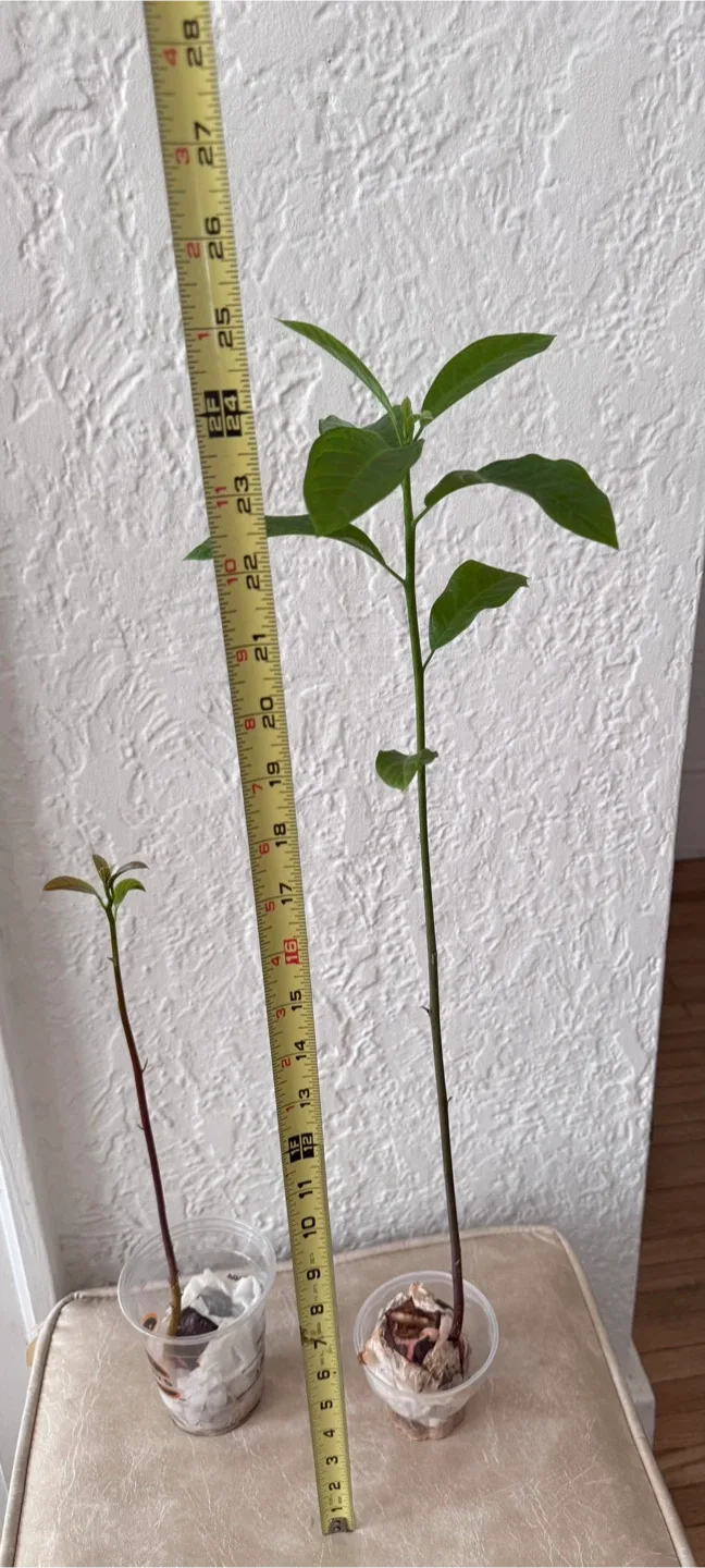 Avocado Plant Seedling Good rooted 25” + one 16” thumbnail