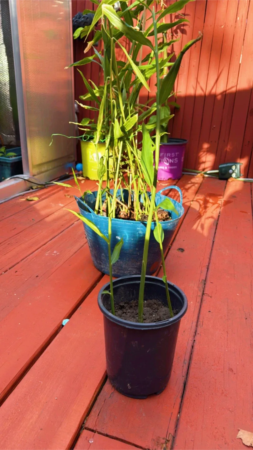 Ginger Plant engibre jengibre de tallo, jengibre de cantón, image indicator(2)