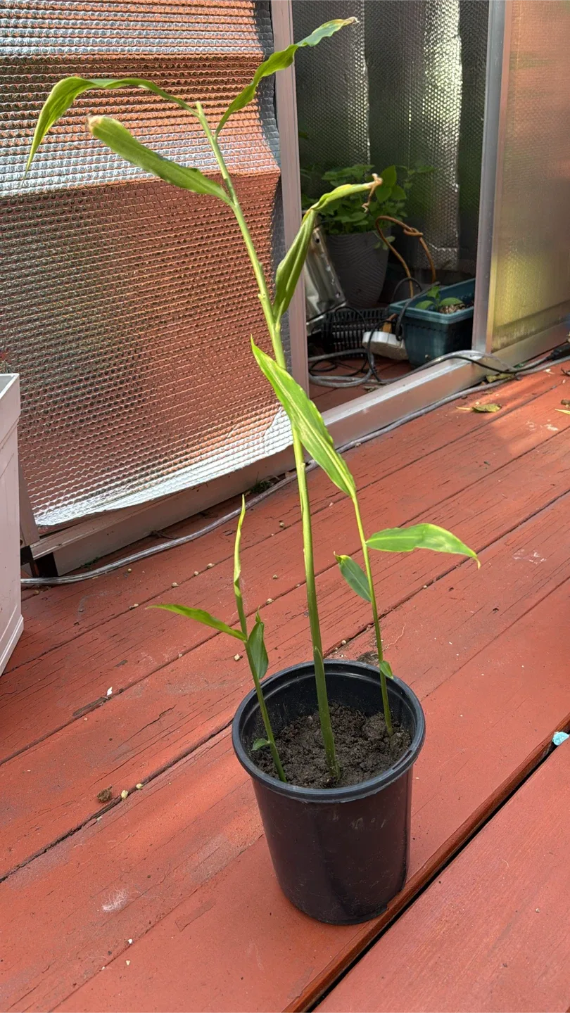 Ginger Plant engibre jengibre de tallo, jengibre de cantón, image indicator(3)