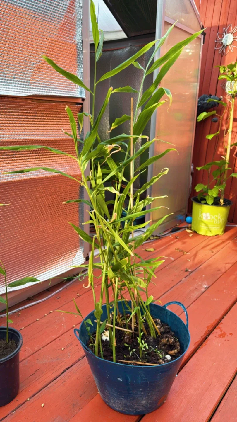 Ginger Plant engibre jengibre de tallo, jengibre de cantón, image indicator(5)