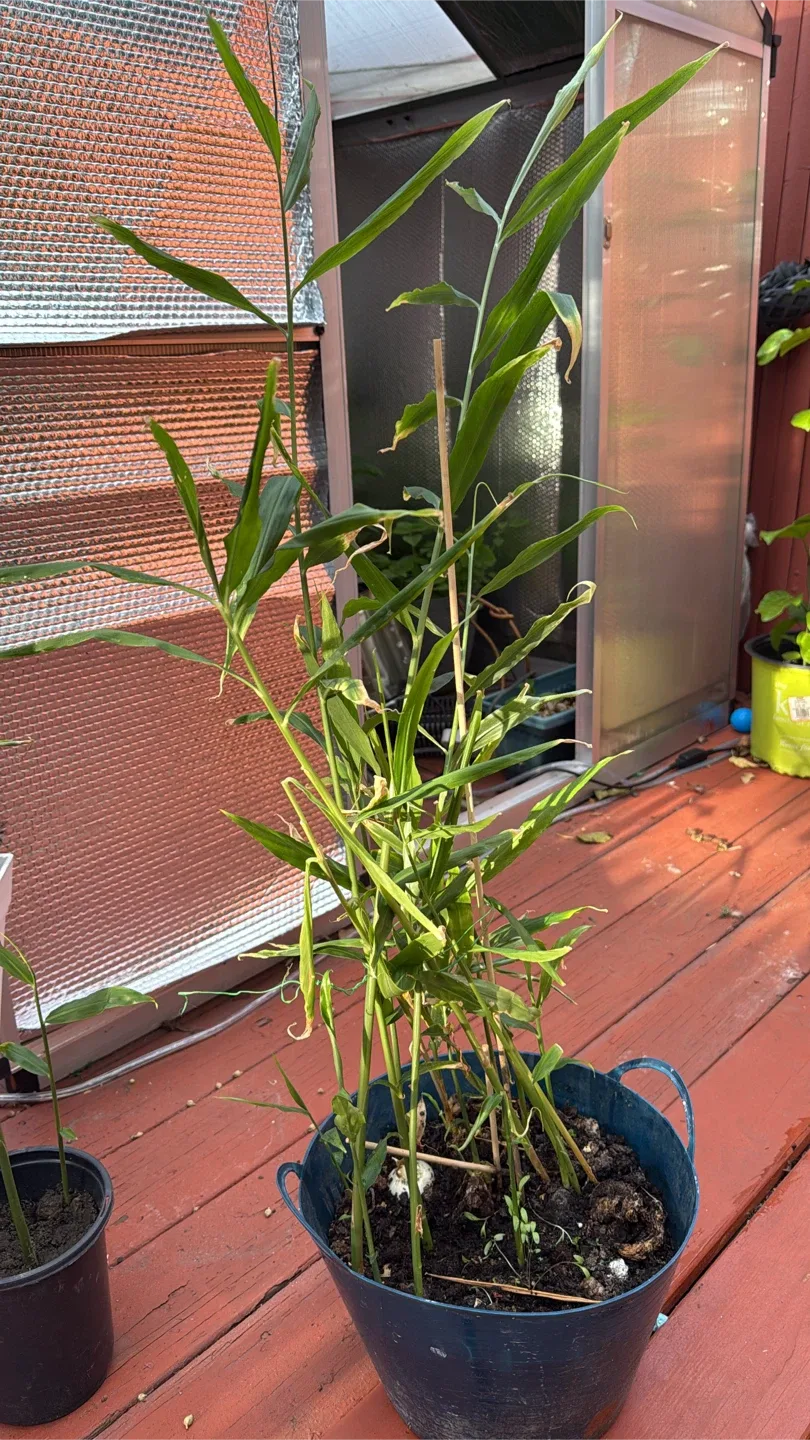 Ginger Plant engibre jengibre de tallo, jengibre de cantón, image indicator(6)