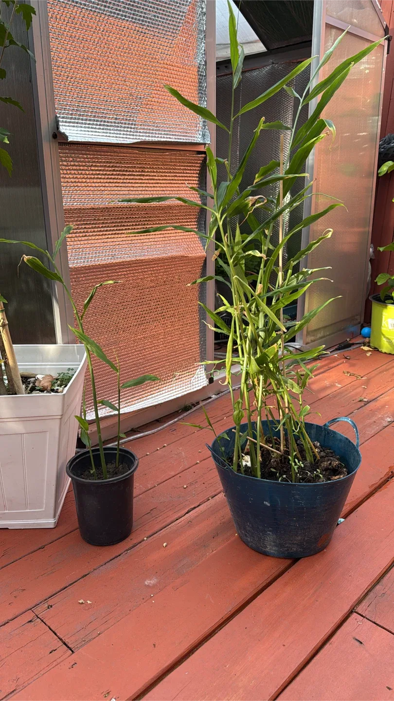 Ginger Plant engibre jengibre de tallo, jengibre de cantón, image indicator(4)