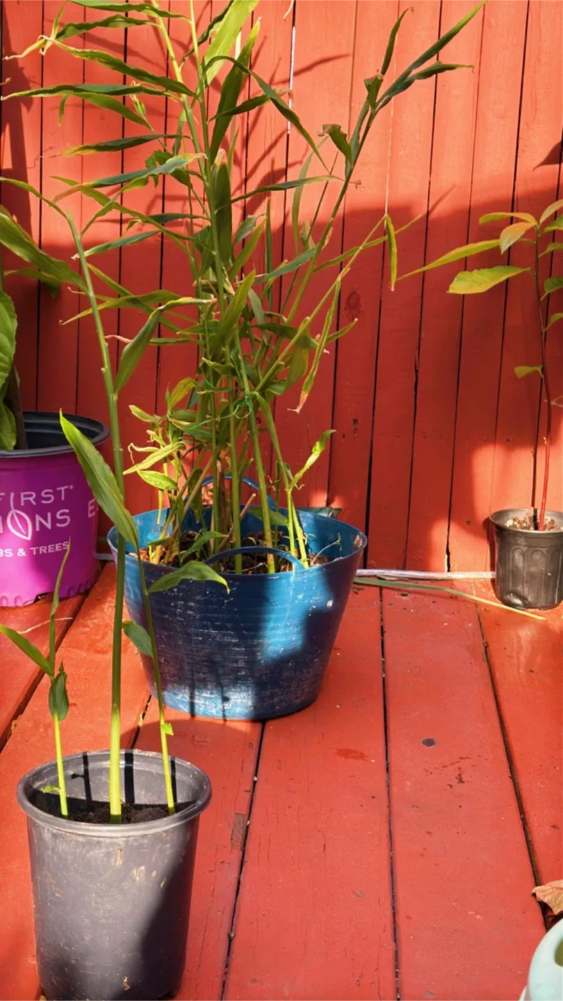 Ginger Plant engibre jengibre de tallo, jengibre de cantón, image indicator(7)