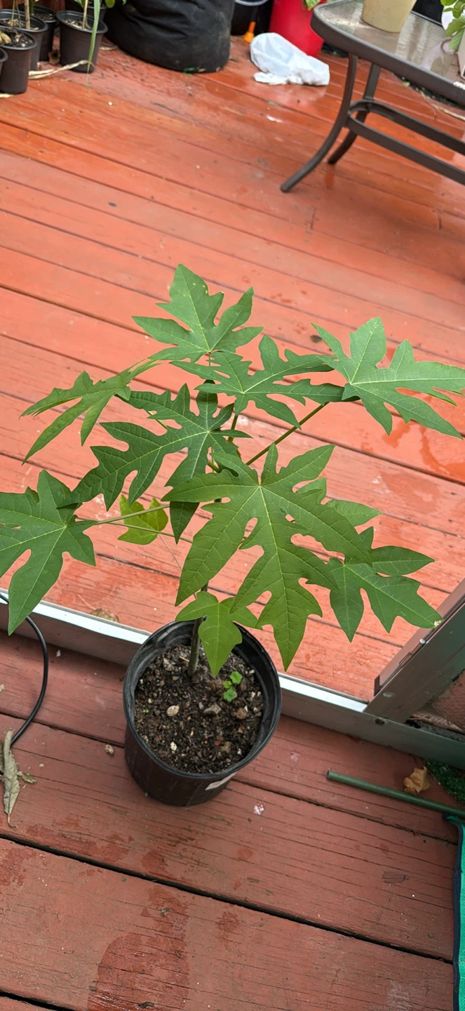 Papaya Plants