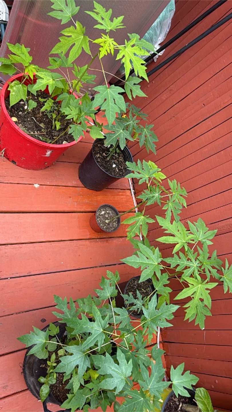 Papaya Plants - photo 3