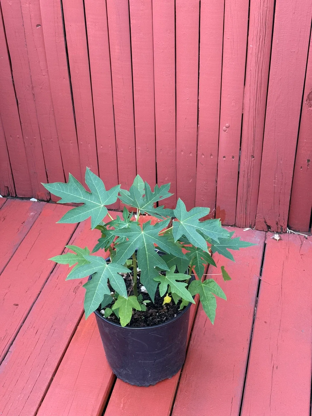 Papaya Plants image indicator(6)