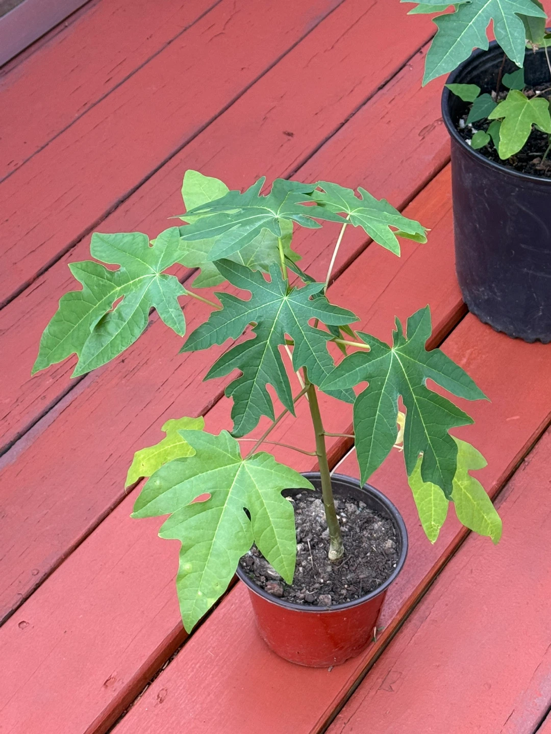 Papaya Plants - photo 4