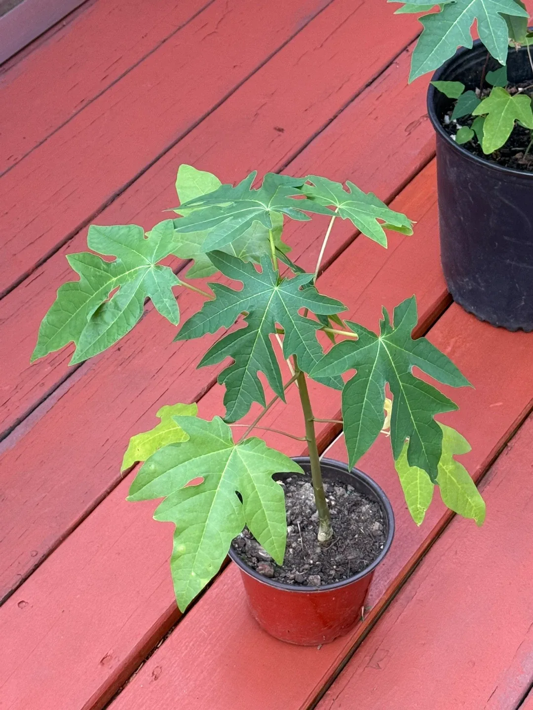 Papaya Plants image indicator(4)