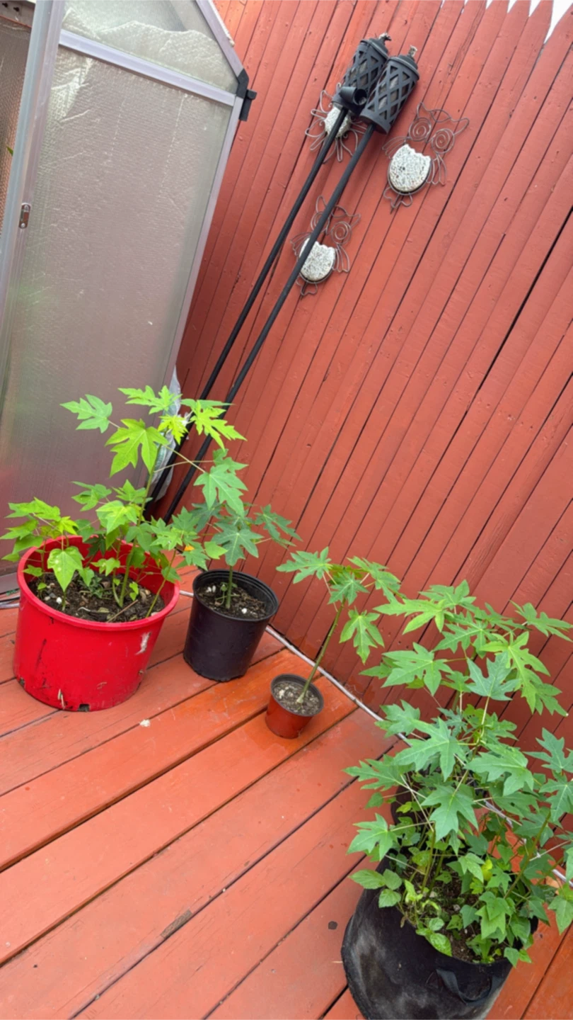 Papaya Plants - photo 2