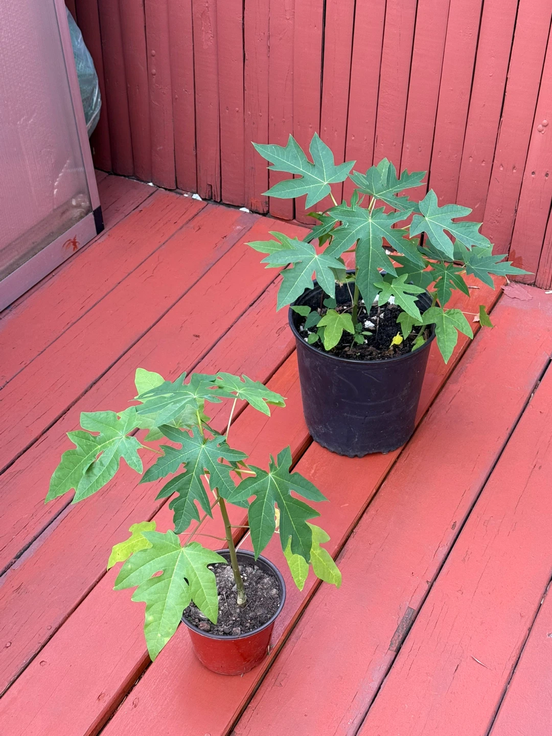 Papaya Plants - photo 5