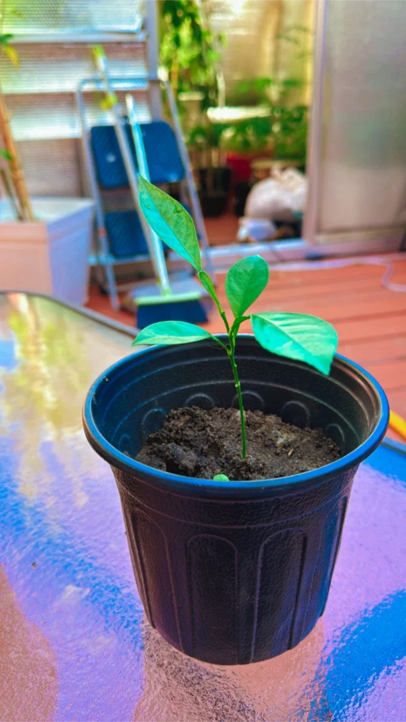 Lemon Tree image indicator(4)