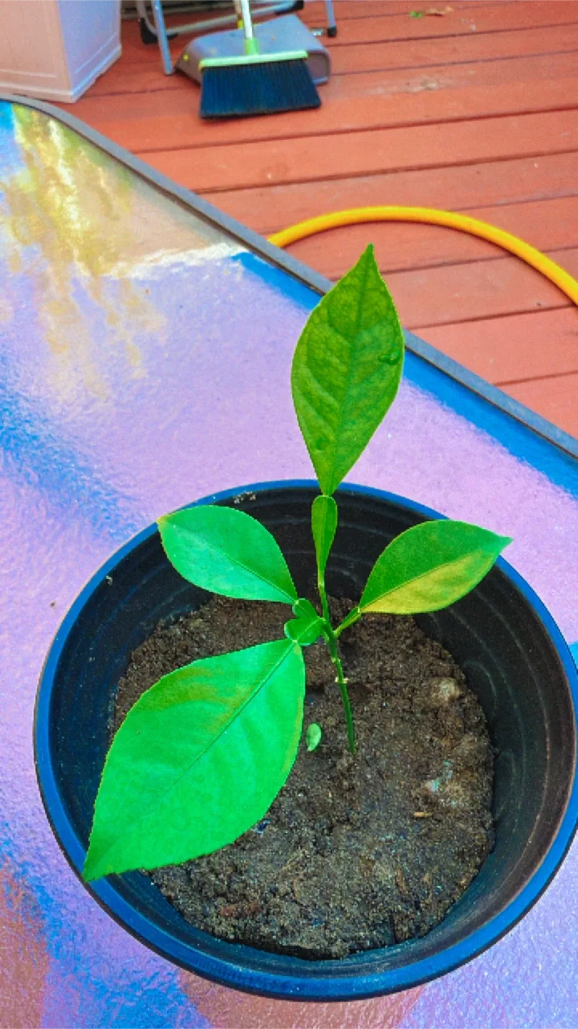 Lemon Tree image indicator(3)