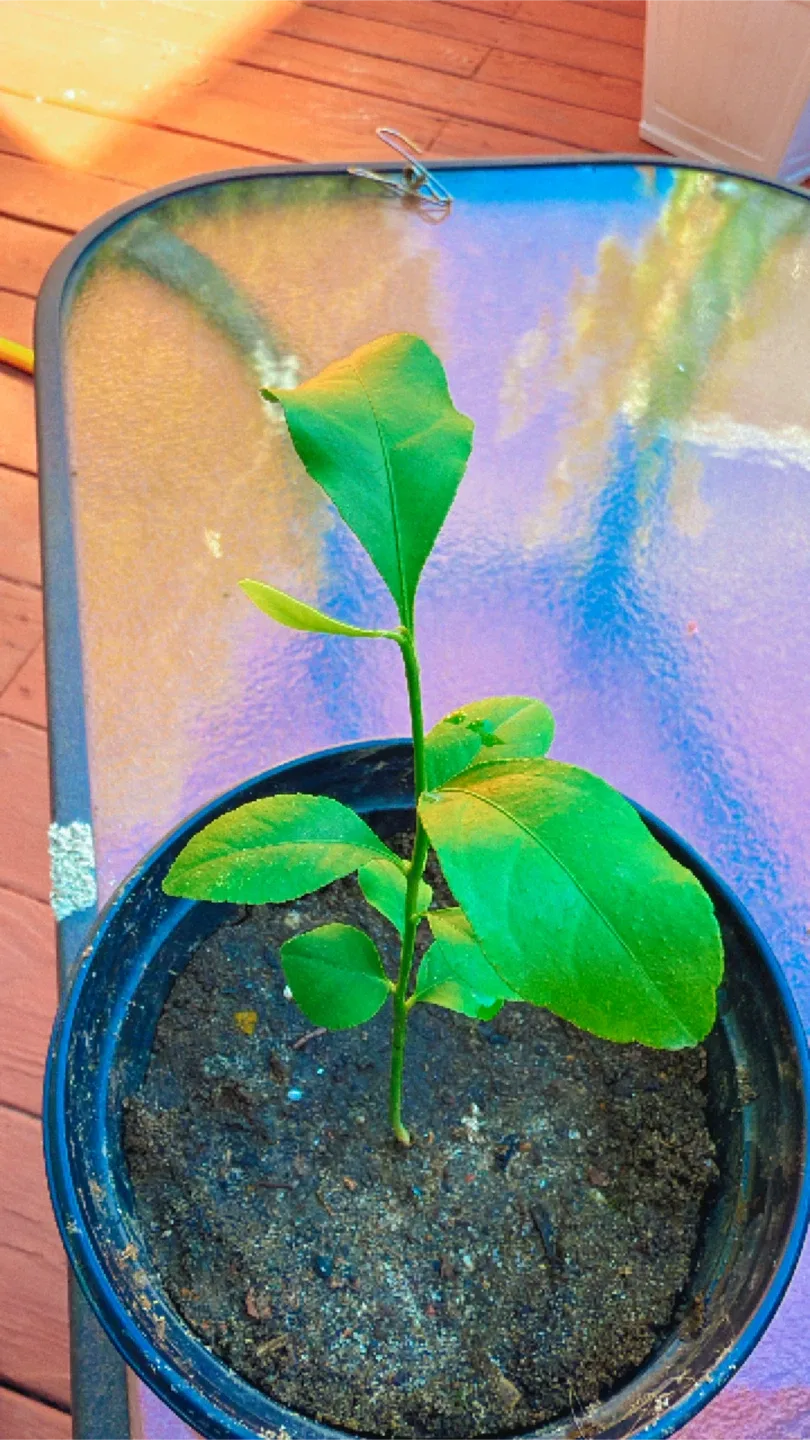 Lemon Tree image indicator(5)