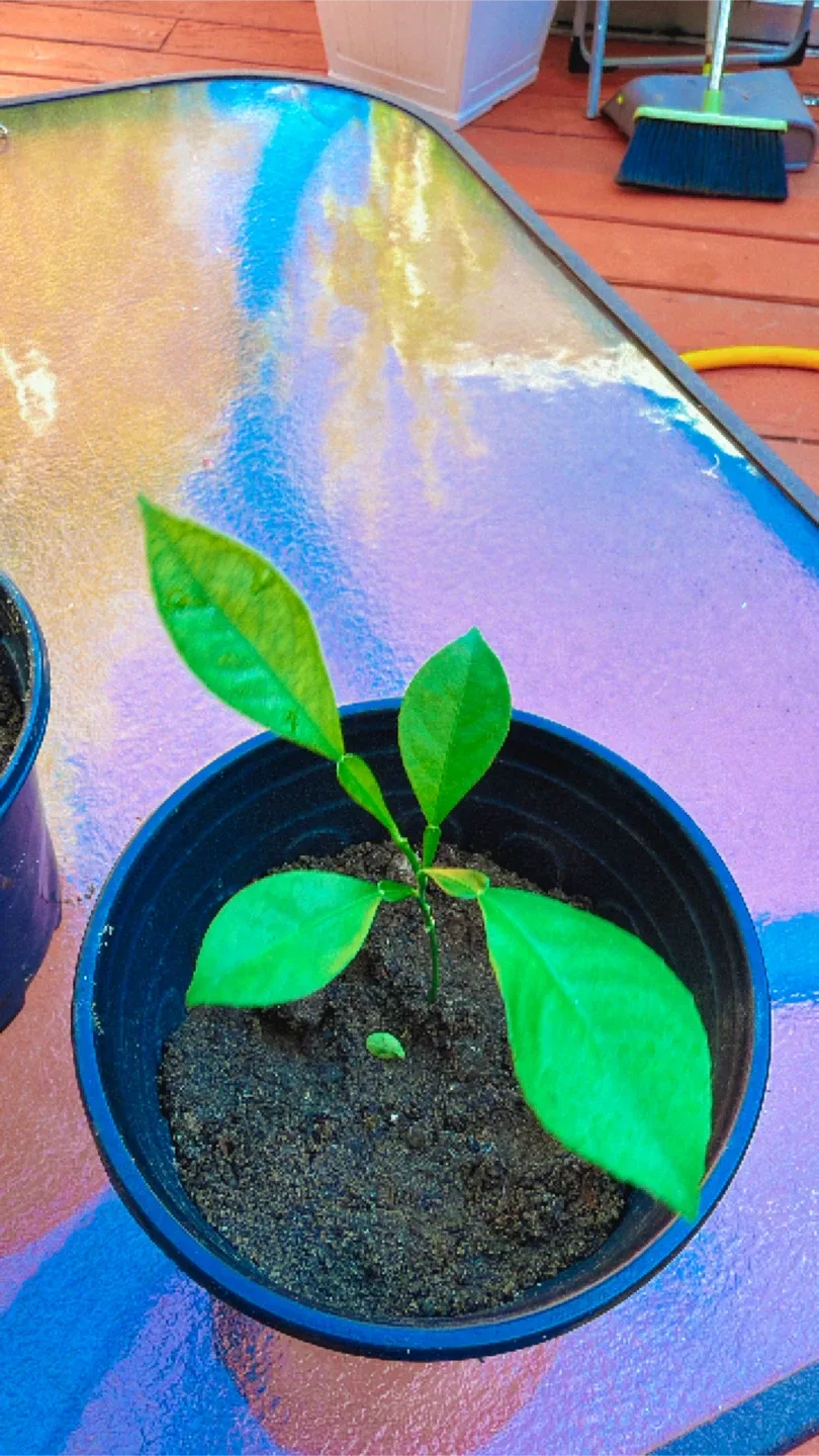 Lemon Tree image indicator(2)