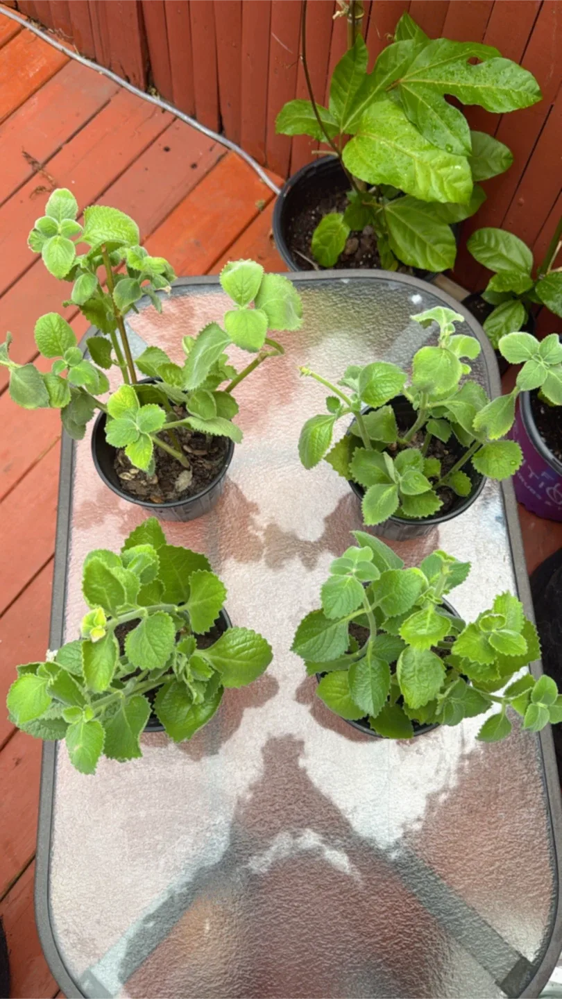 Oregano poleo image indicator(2)