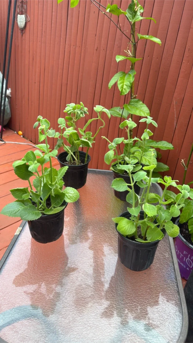 Oregano poleo image indicator(3)