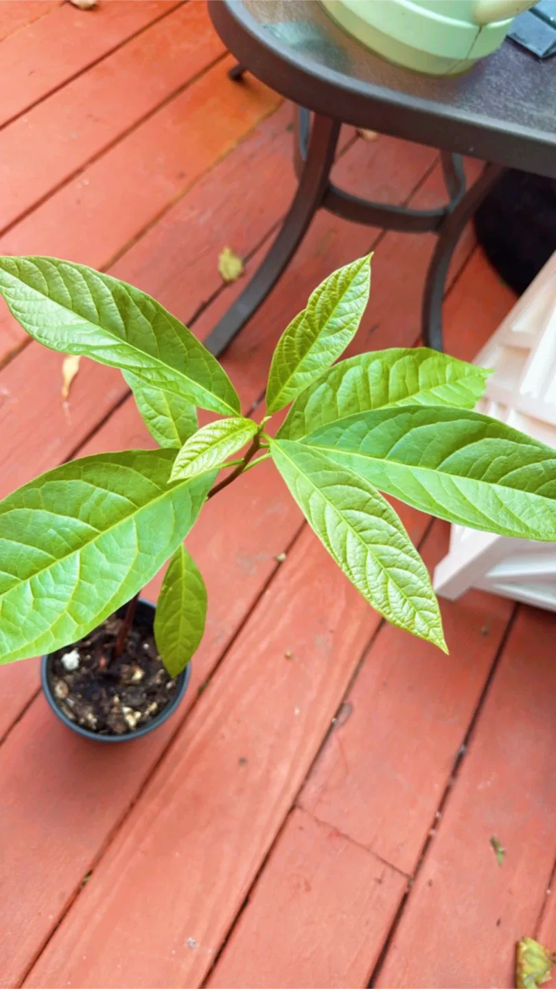 Avocado Plant mexican image indicator(2)