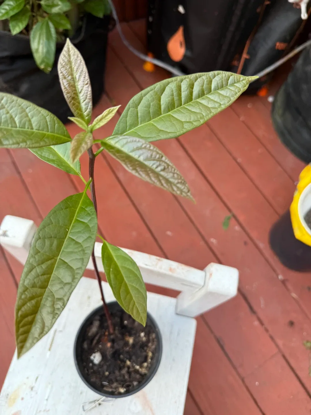 Avocado Plant mexican image indicator(4)