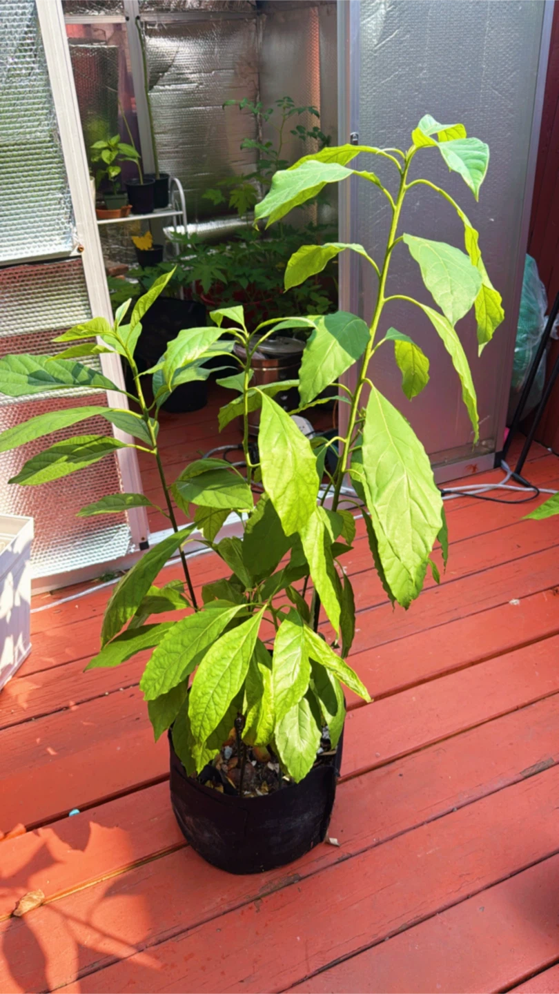Avocado Plant    Choquette
