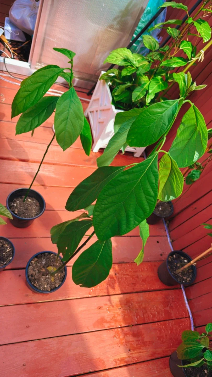 Avocado Plant    Choquette image indicator(4)