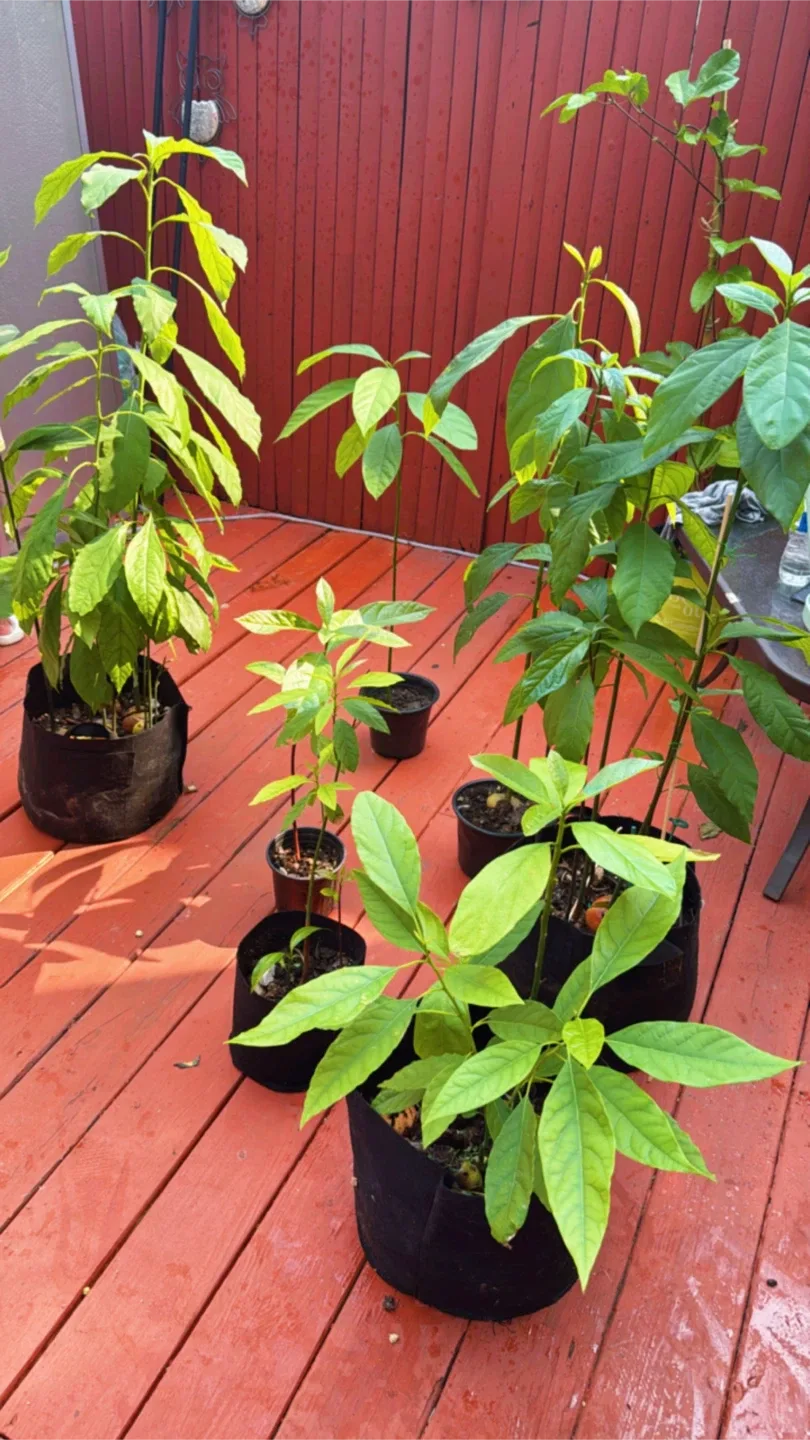 Avocado Plant    Choquette image indicator(2)