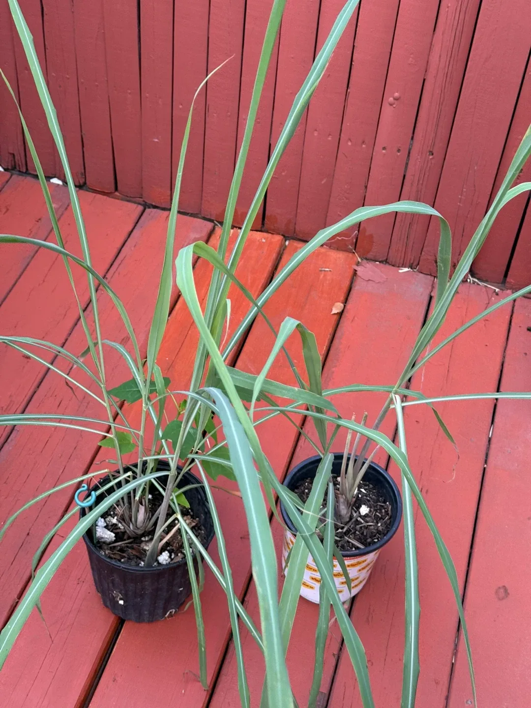 Limoncillo  lemon Lemongrass hierba limón y lemongrass image indicator(2)