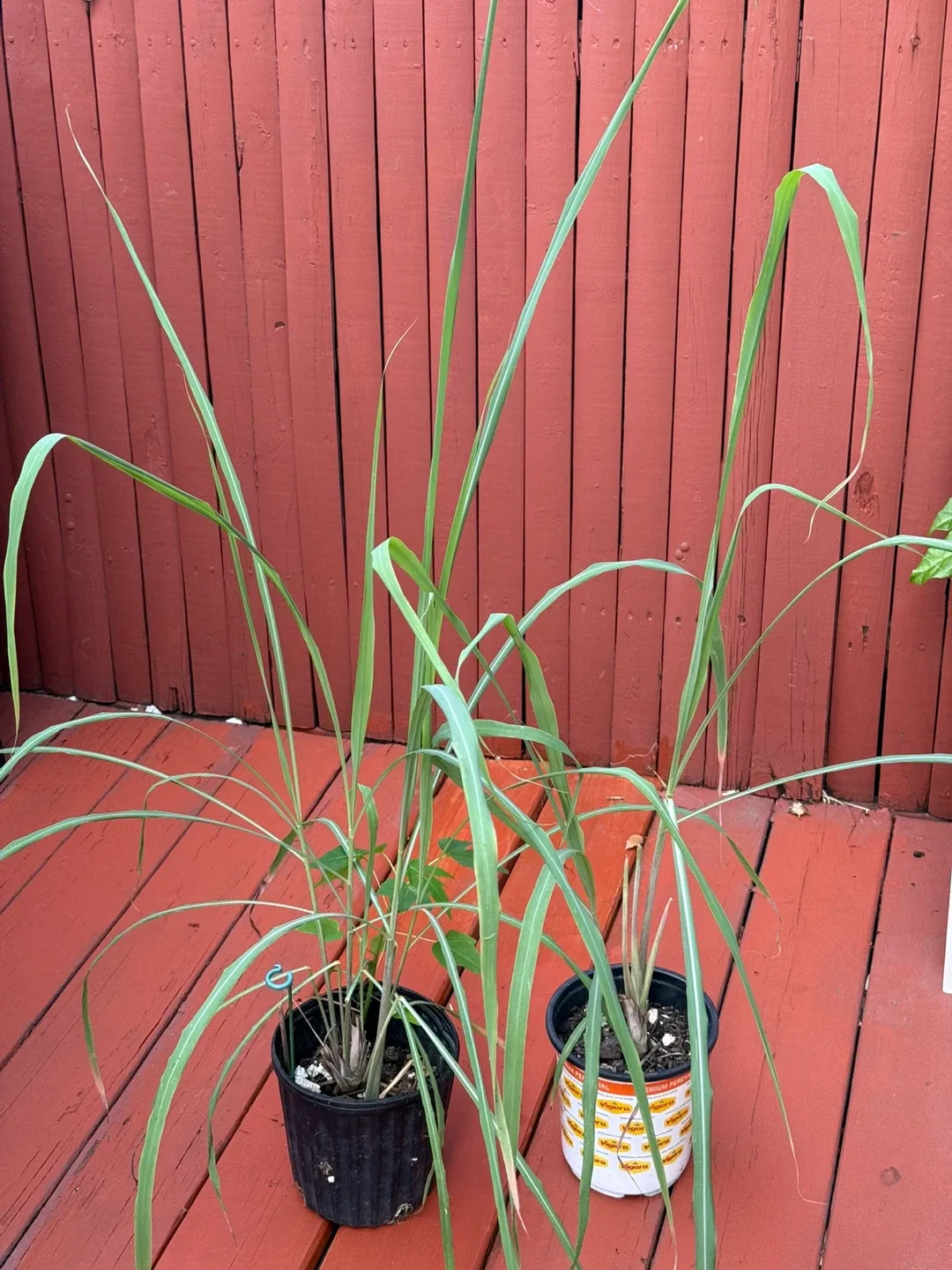 Limoncillo  lemon Lemongrass hierba limón y lemongrass image indicator(4)