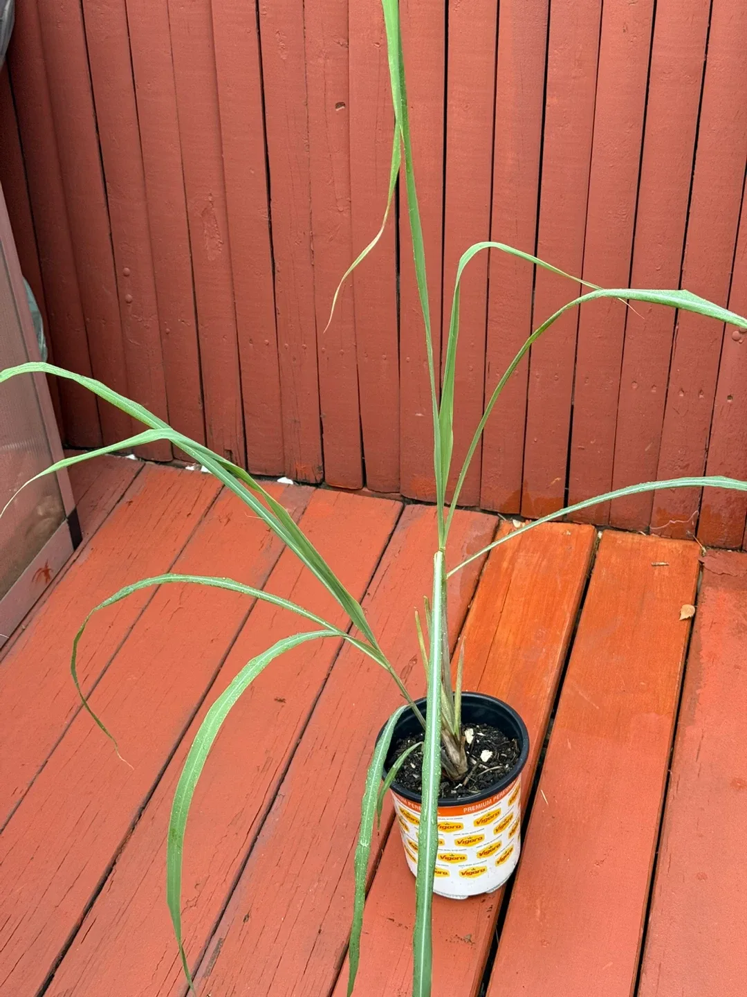 Limoncillo  lemon Lemongrass hierba limón y lemongrass image indicator(3)