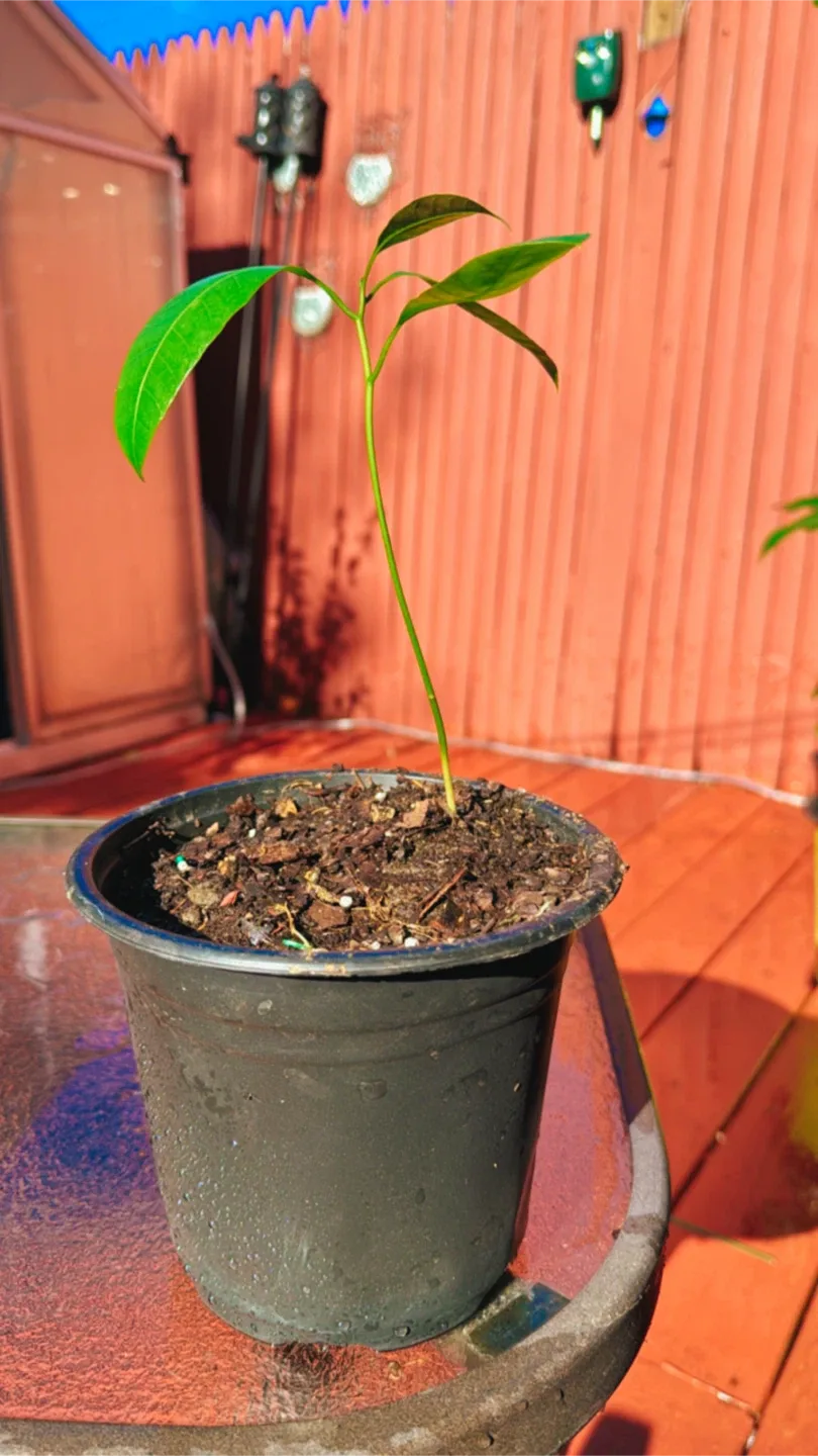 Mango Tree image indicator(2)