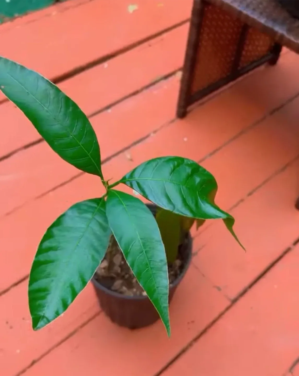 Mango Tree image indicator(4)