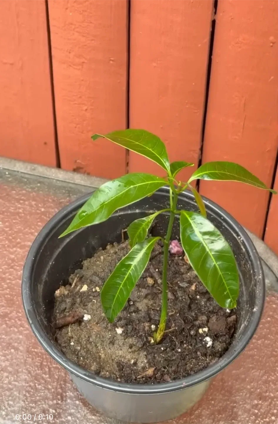 Mango Tree image indicator(5)