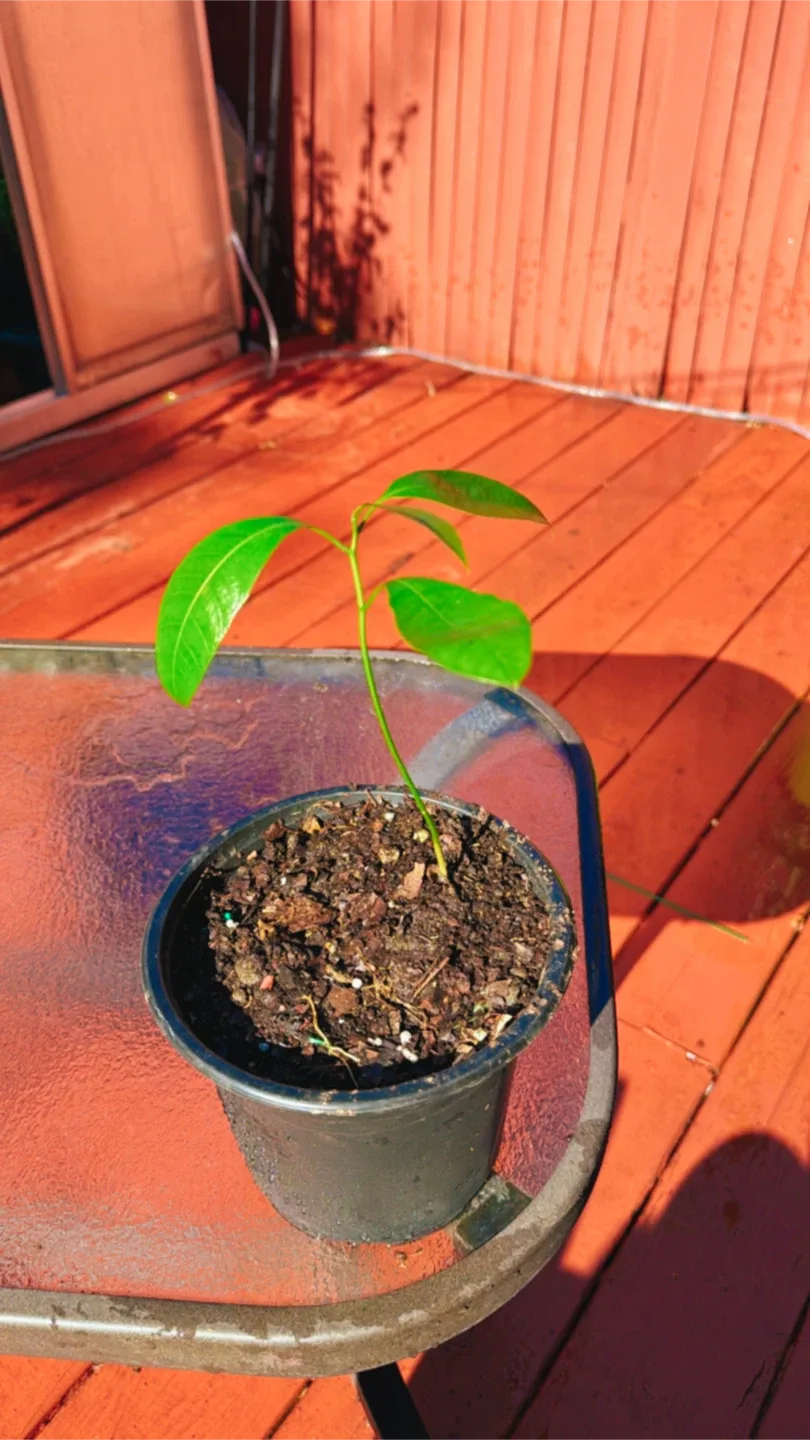 Mango Tree image indicator(3)