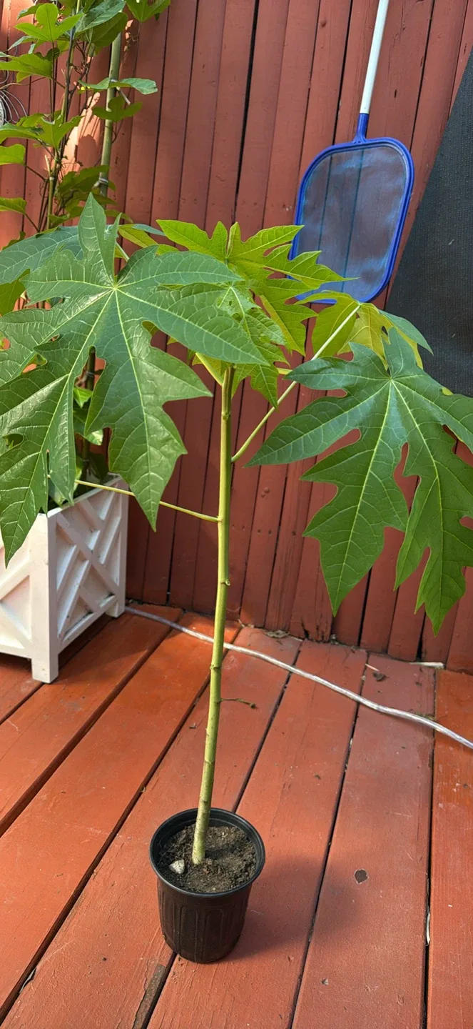 Papaya Plants image indicator(9)