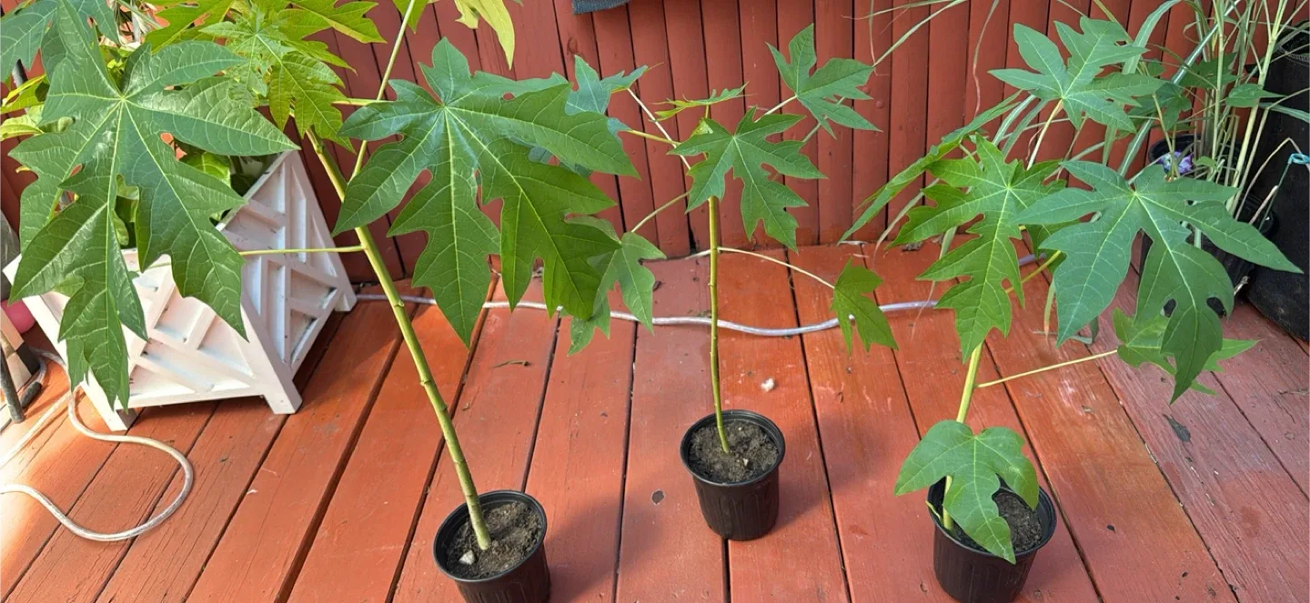 Papaya Plants image indicator(10)