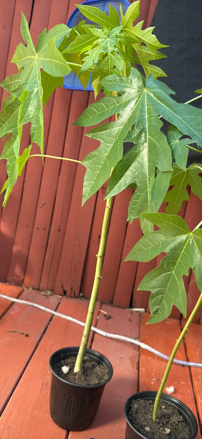 Papaya Plants image indicator(8)