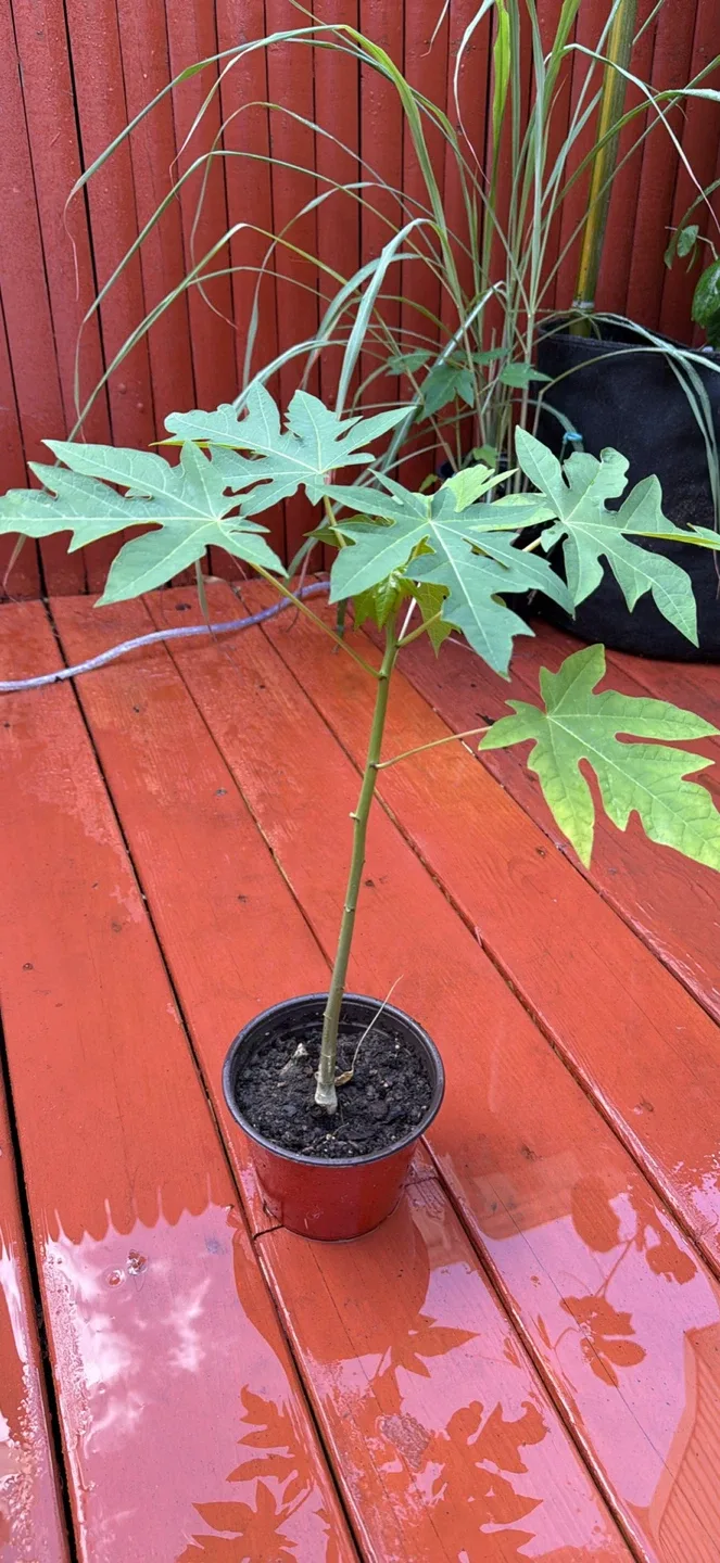 Papaya Plants image indicator(7)