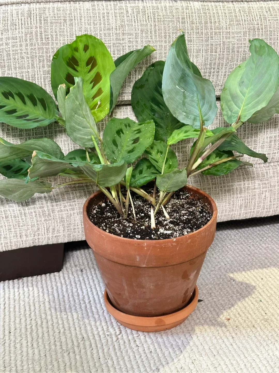 Rabbit's Foot Maranta Plant thumbnail