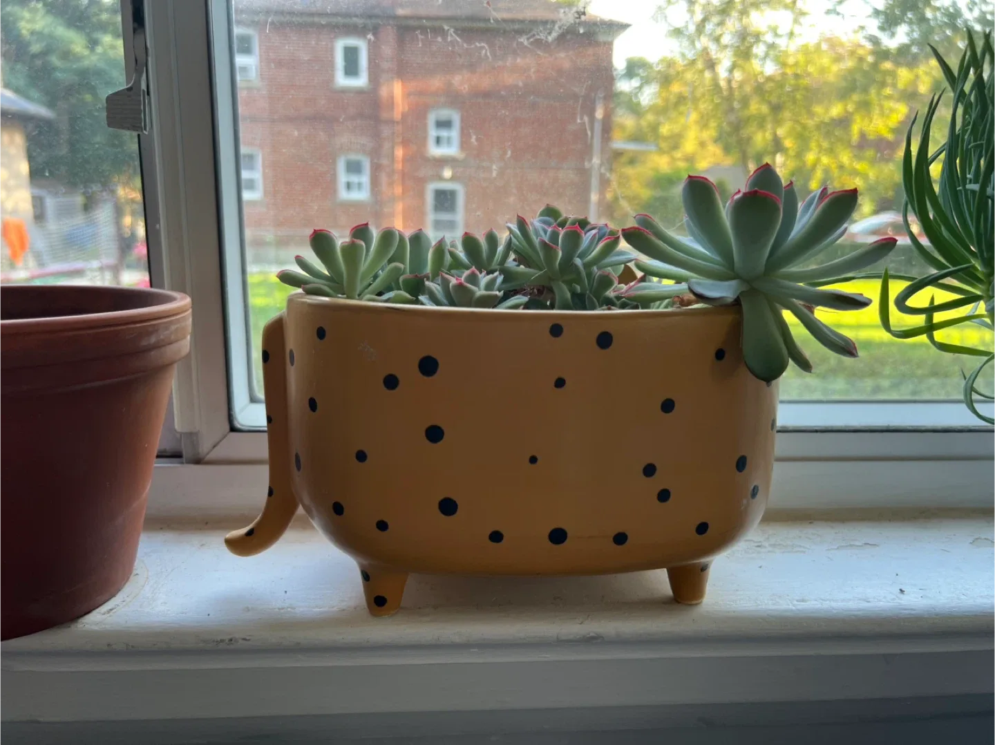 Succulents in Cute Planter thumbnail