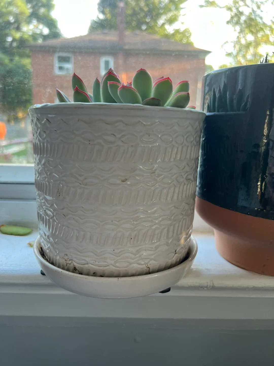 Potted Echeveria Succulent thumbnail