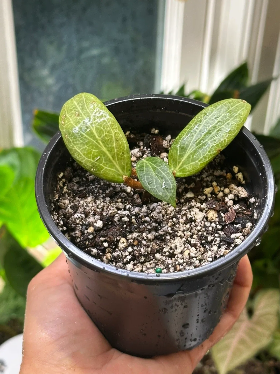 Hoya Fitchii Plant thumbnail
