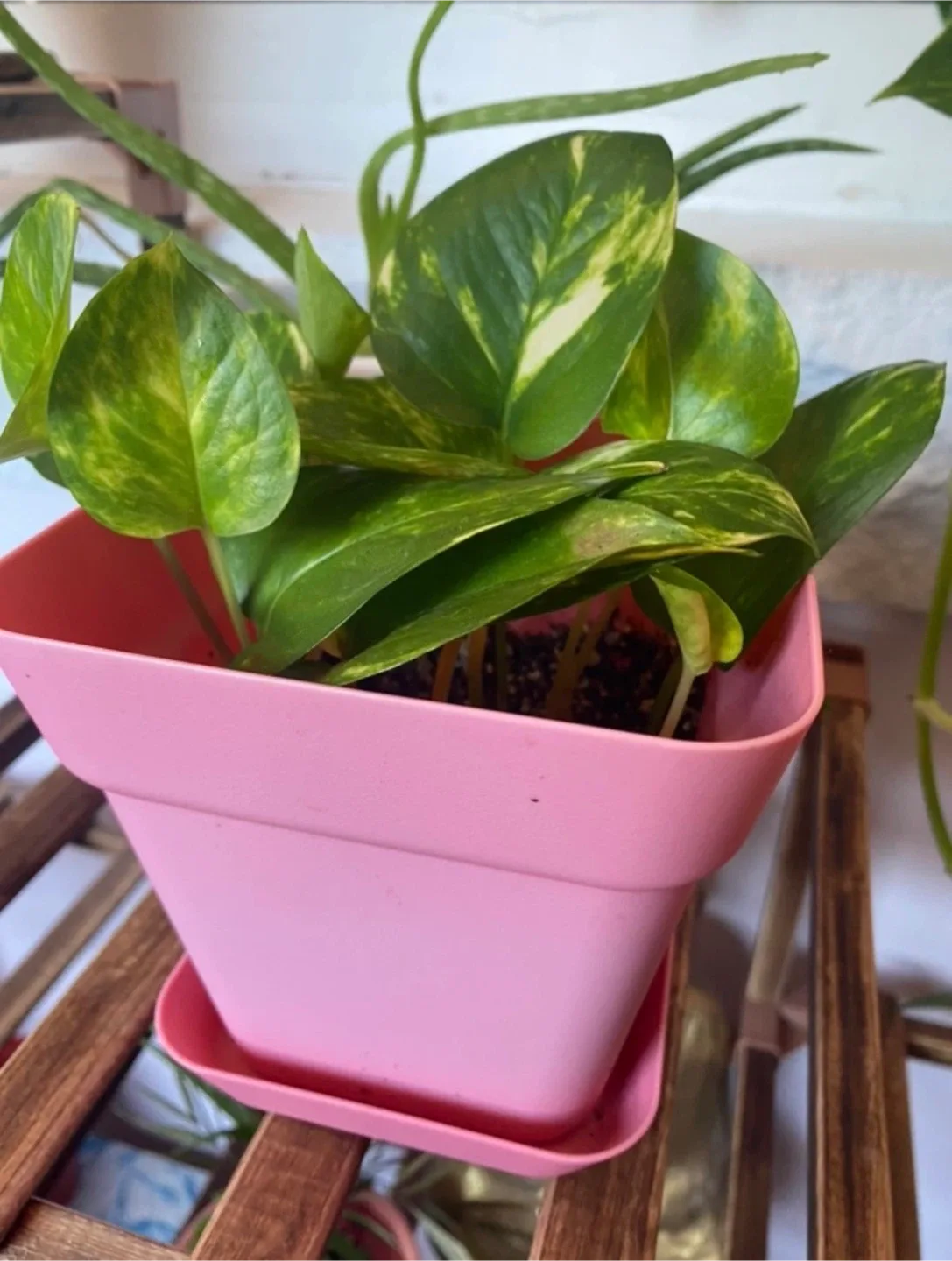 Pothos Plant in Pink Pot thumbnail