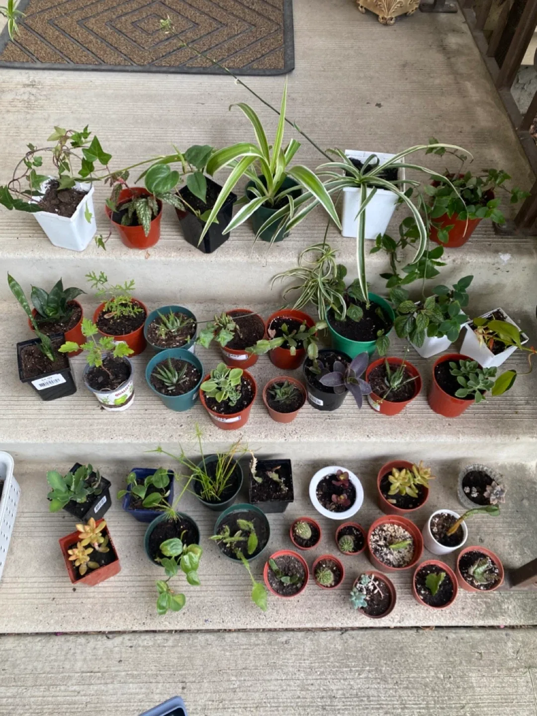 Assorted Potted Plants near WEM thumbnail