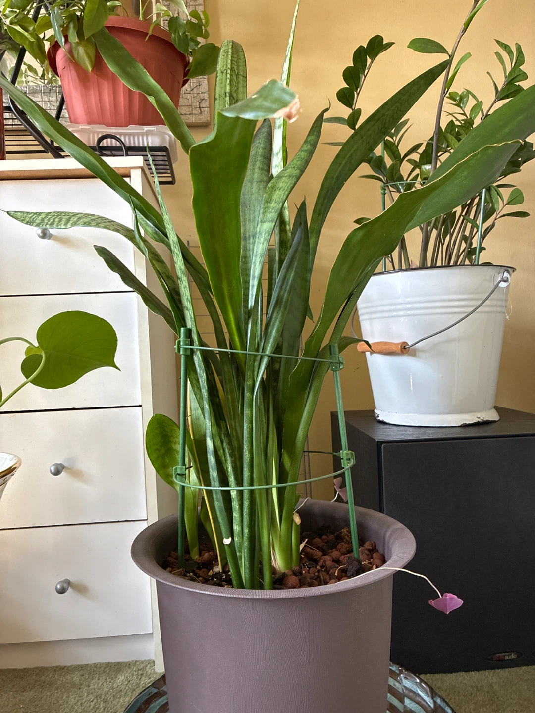 Snake plants - photo 2