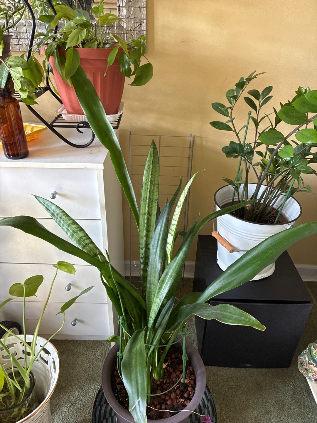 Snake plants
