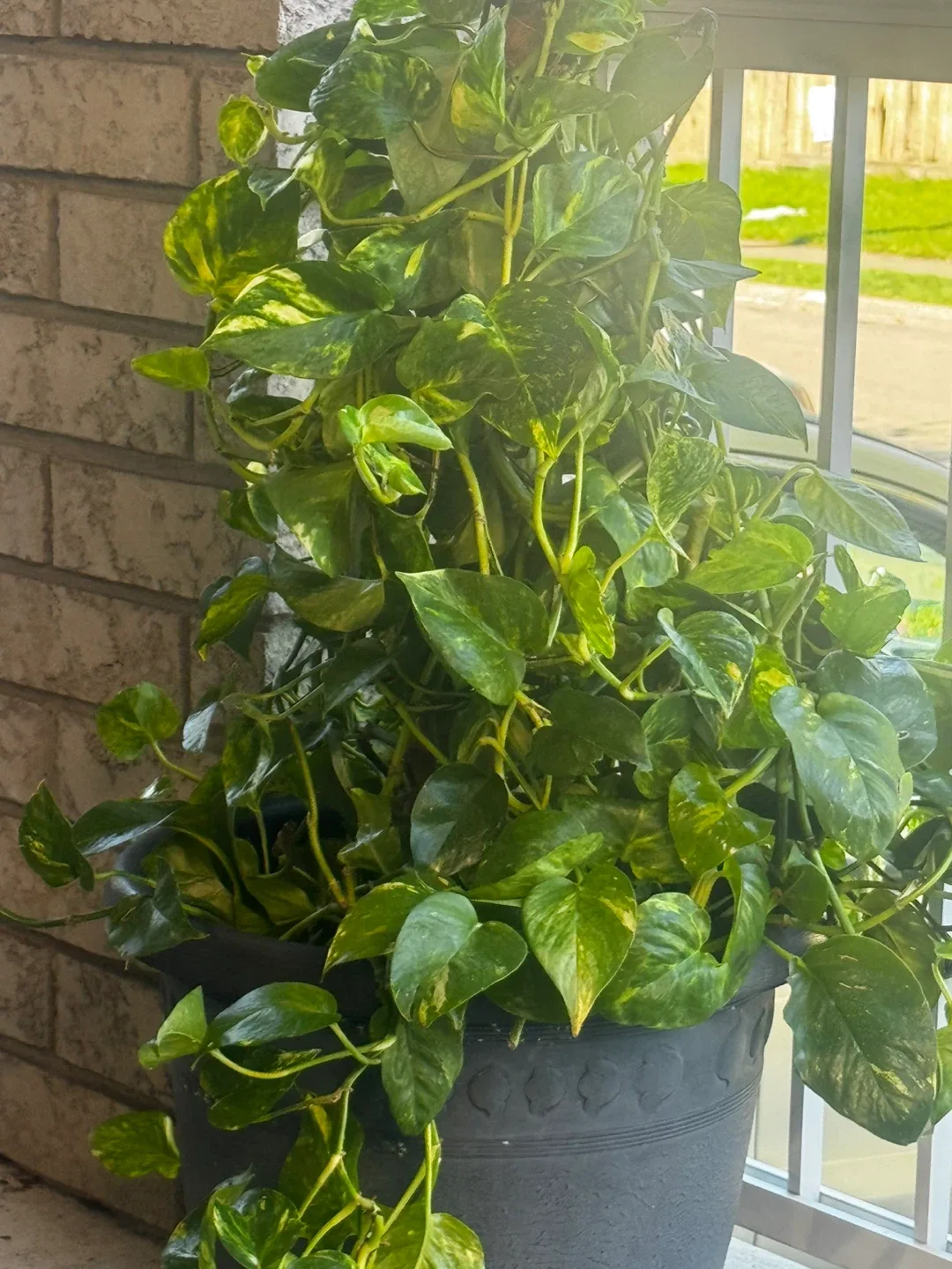 Potted Golden Pothos Plant image indicator(2)